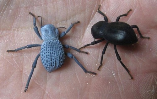 Blue death feiging beetle - death,