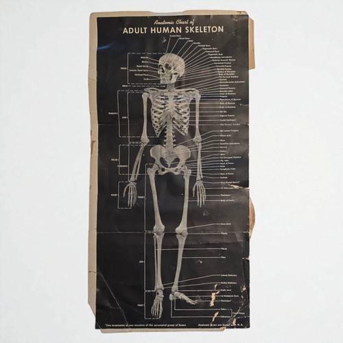 Vintage 1940s anatomic chart - 1940s,