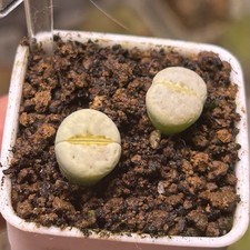 Exact Plant，2pcs C349A