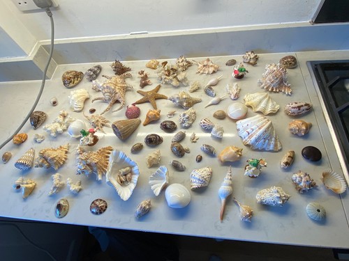 Large sea shell coral