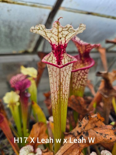 Sarracenia h17 leah - sarracenia, (h17