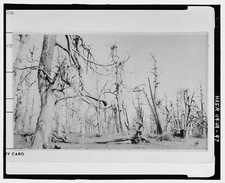 97. Catalog B, Higher Plants, 200 2 American Chestnut Tree, Negative No. 6032