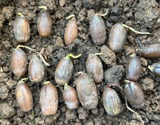 10x English Common Oak Acorns