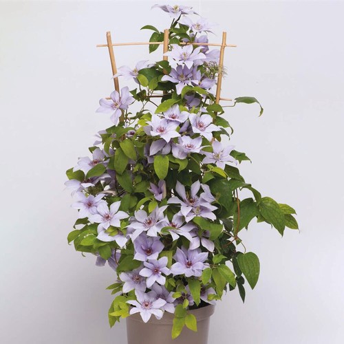 Clematis boulevard - clematis, 'boulevard