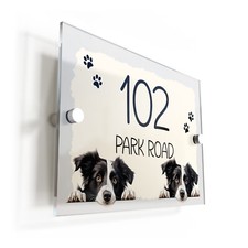 Border Collie Dog Puppy Cream