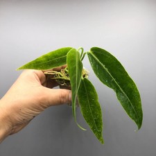 Anthurium Warocqueanum Queen
