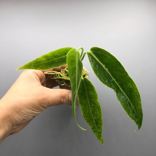 Anthurium warocqueanum queen - warocqueanum,