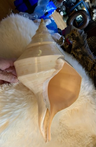 Large australian trumpet - trumpet, shell