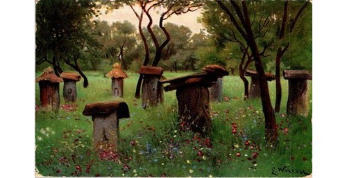 1900s bee gum apiary - 1900s,