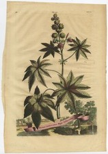 Antique Print of the Ricinus