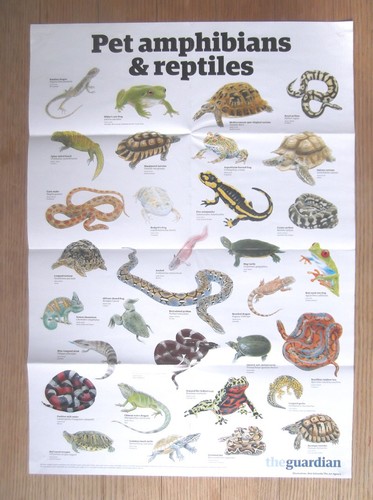 The guardian wallchart wall - the,