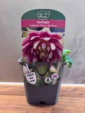 Aquilegia Nora Barlow P9