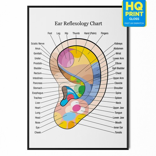 Ear reflexology colour coded - reflexology,