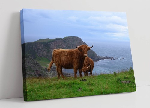 Highland cows coastal - highland,