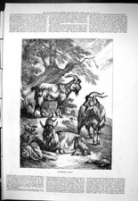 Original Old Antique Print 1877 Cashmere Goats Animals Mountain Scene Victorian