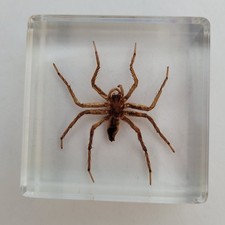 Real Genuine SPIDER Insect