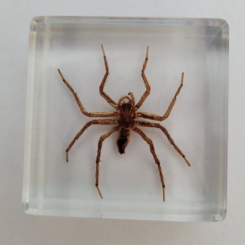 Real genuine spider insect - genuine,