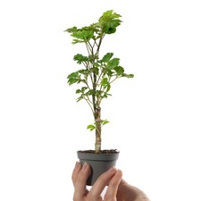 Baby Polyscias Balfouriana Butterfly Indoor Mini House Plant in 6cm Pot