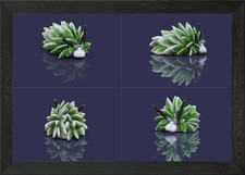 Costasiella sea slug Framed