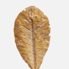 X40 Catappa Indian Almond