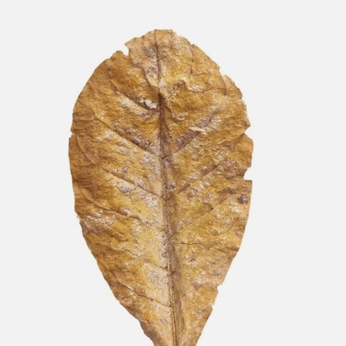 X20 catappa indian almond - x20,