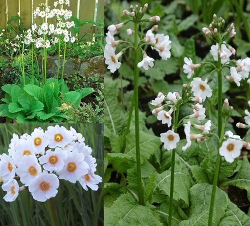 Plants primula japonica - plants,