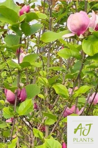 Magnolia susan 5 - susan,
