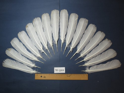 Pcs white turkey - turkey, tail