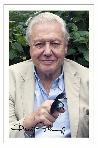 Sir david attenborough - sir,