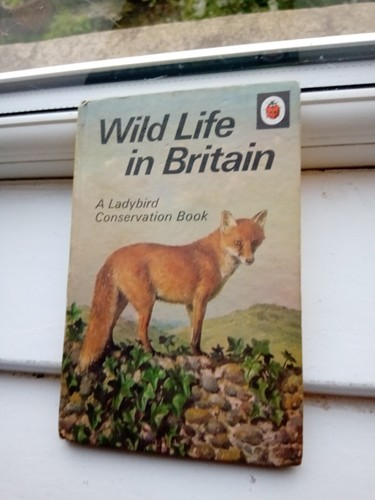 Ladybird wild life britain - ladybird,