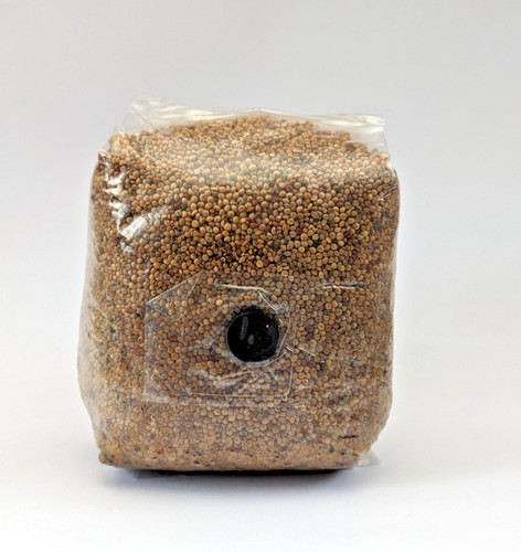 Sterilised millet mushroom - sterilised,