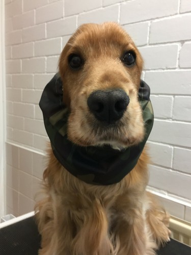 Dog snood medium cocker - -,