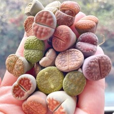 Single head lithops - single, lithops,