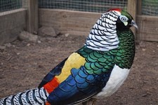 *6* Lady Amherest Pheasant