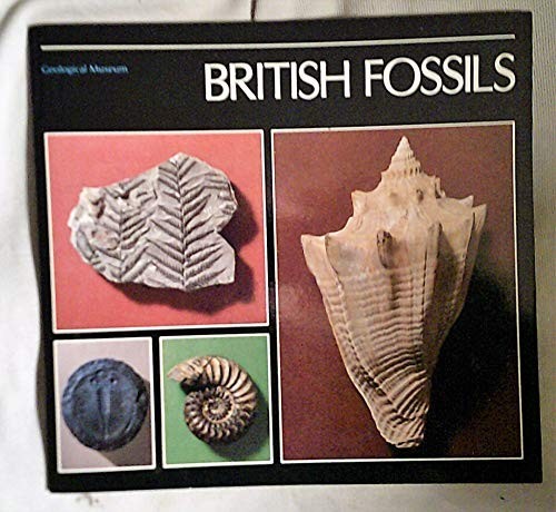 British fossils - british, fossils,