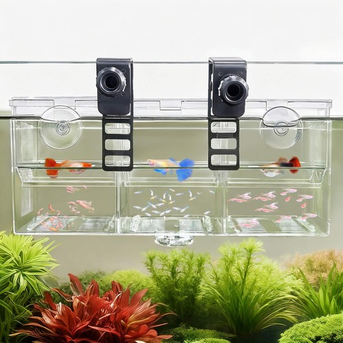 Baozqua triple chamber fish - baozqua,