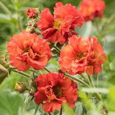Geum Scarlet Tempest Avens