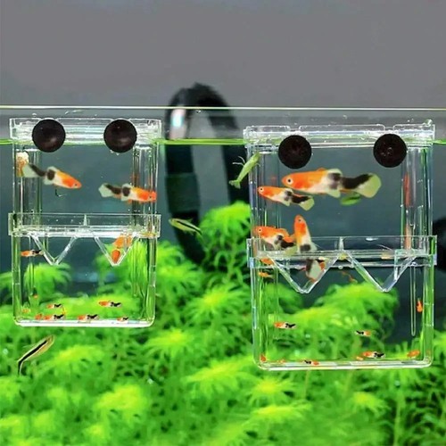 Aquarium fish breeder box - fish,