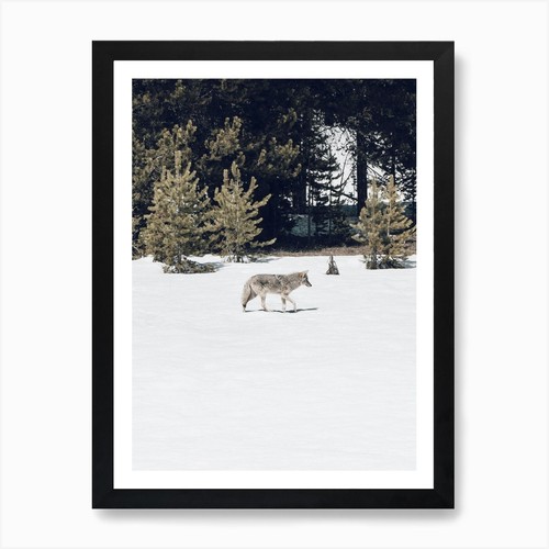 Coyote winter art print - coyote,