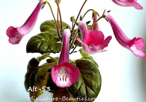 Mini sinningia alt pink - mini,