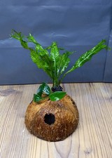 Coconut shell anubias nana - anubias,