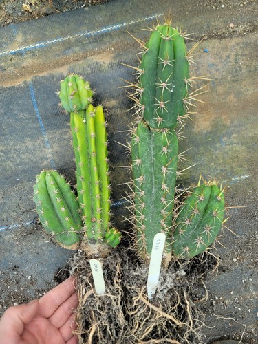 Tric medium plants with - medium,