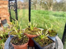 Live Plants Drosera Capensis