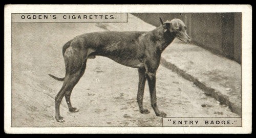 Ogden greyhound racing - -, 'greyhound