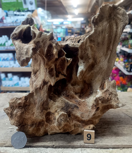 Derwen oak bogwood 49cm - derwen,
