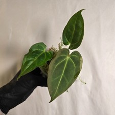 Anthurium AOS x Besseae Aff