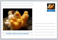 Coral - Dead Man's Fingers (Alcyonium digitatum) souvenir postcard mint