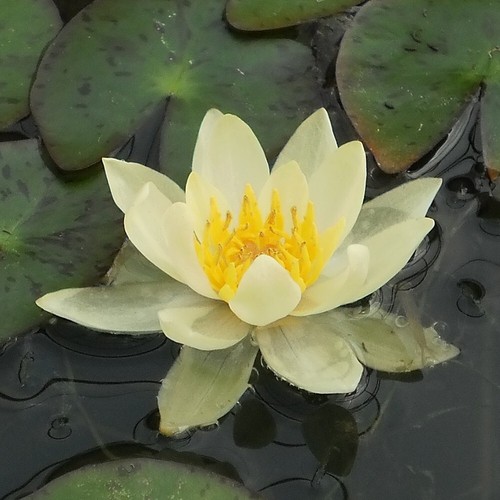 Nymphaea pygmaea helvola - nymphaea, helvola"