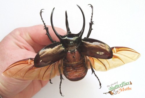 Chalcosoma atlas huge beetle - atlas,