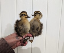 Taxidermy, Voodoo, Skulls